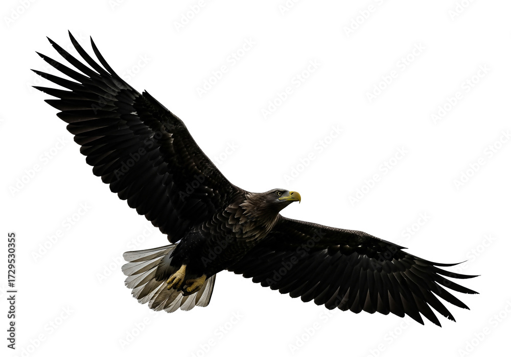 Fototapeta premium Majestic White-Tailed Eagle Soaring in Flight, a Symbol of Freedom and Power Against a Pristine White Background