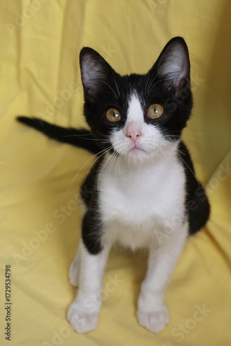 Playful black and white kitten sitting on yellow fabric background. Curious cat