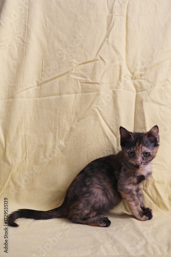 Beautiful Tortoiseshell kitten sitting on yellow fabric background.