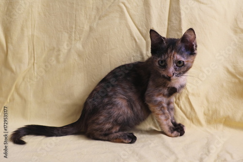 One Tortoiseshell kitten sitting on yellow fabric background.