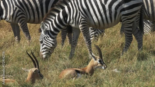Zebras graze peacefully in the savanna while gazelles rest nearby under the warm sun in their natural habitat on the african plains
