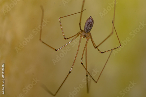 Spider hanging Yellow background