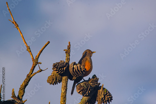 Red thush perched on a pine tree