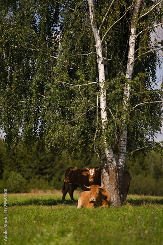Fototapeta Naklejka Na Ścianę i Meble -  Krowy odpoczywające pod brzozą