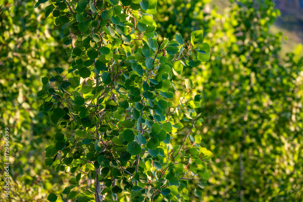 Obraz premium Green leafy background, closeup of quaking aspen branches and leaves backlit by the sun, Grand Canyon National Park, Arizona 