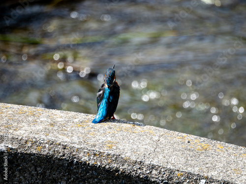 川岸に佇むカワセミの後ろ姿