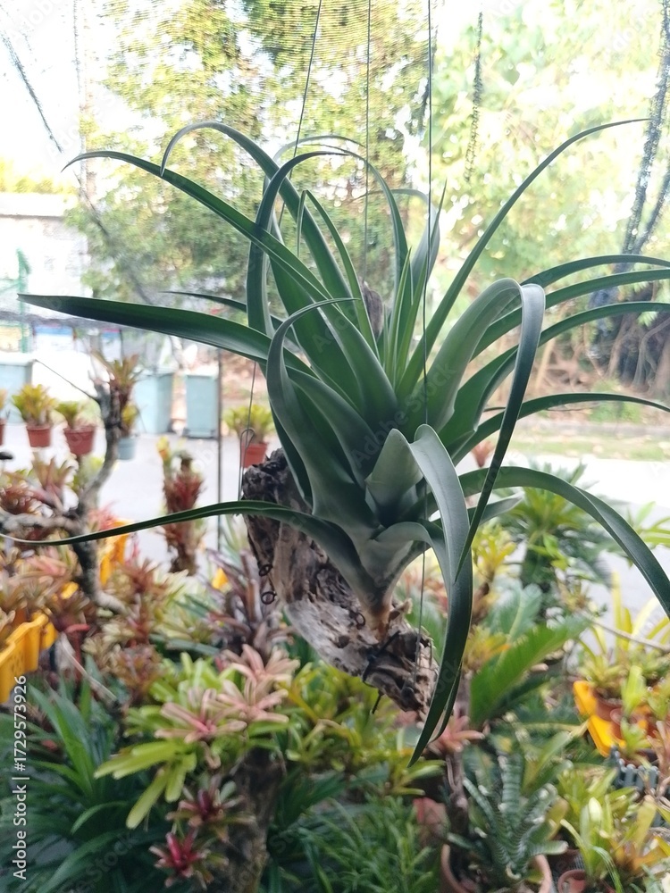 Obraz premium airplant vivipara at driftwood