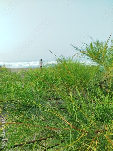 Leaves on the beach, nature