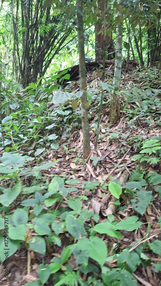 Fototapeta premium trees