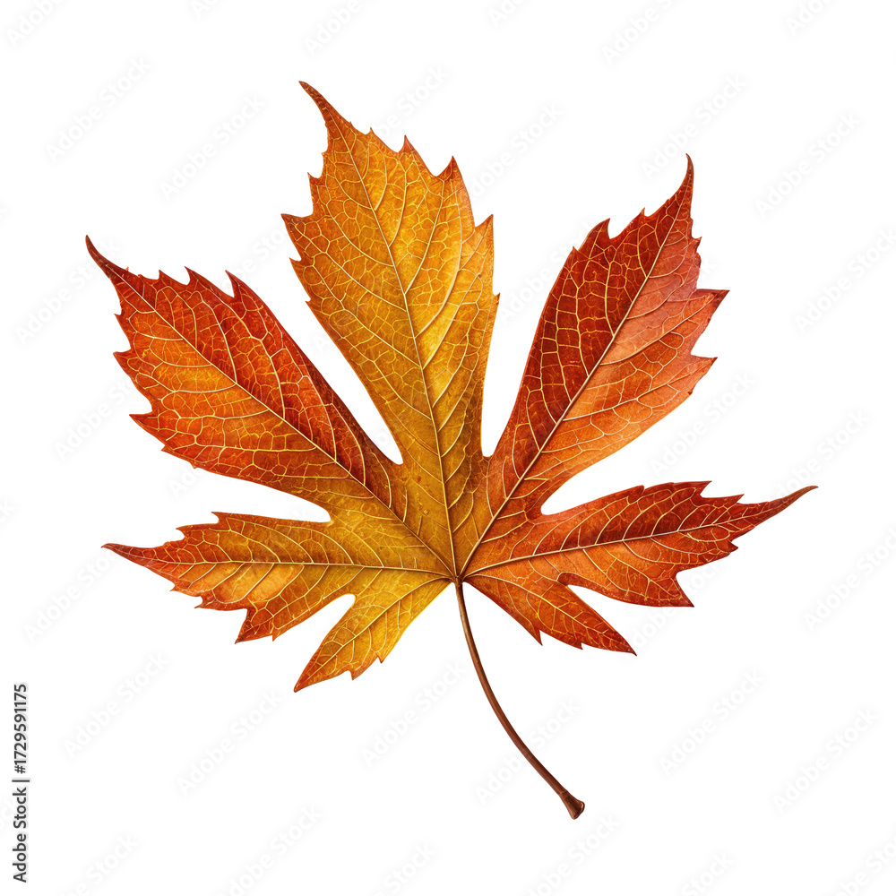 Fototapeta premium Colorful autumn maple leaf on black background. Detailed veins, vibrant hues