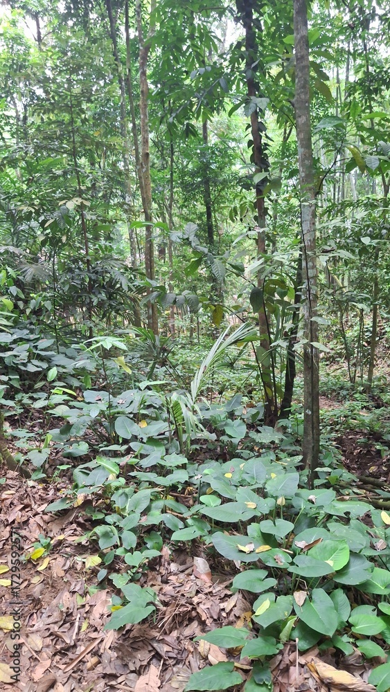 Fototapeta premium trees in the forest