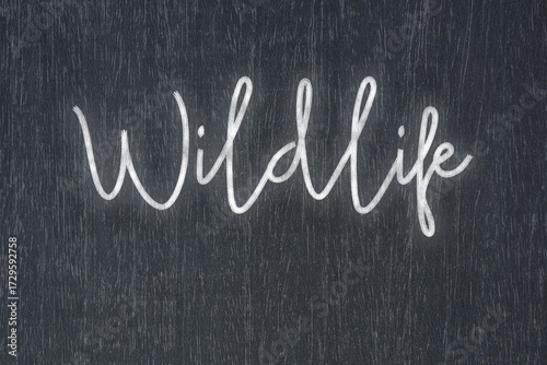 A blackboard with a handwritten chalk message that says wildlife, a powerful symbol of business success and motivation in educational and production concepts.