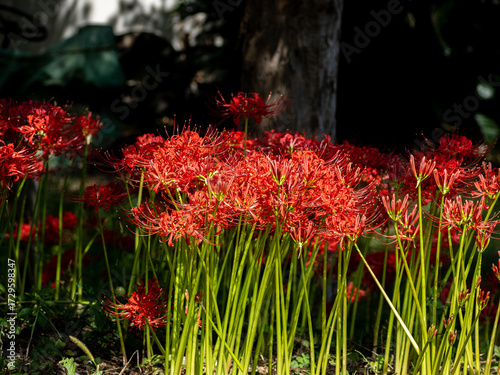 彼岸花 (曼珠沙華)