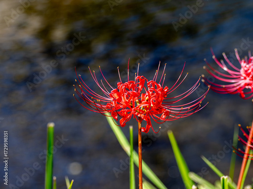 彼岸花 (曼珠沙華)