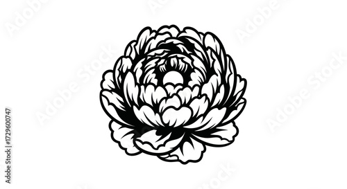 Detailed black and white illustration of a single flower likely a peony or similar bloom with intricate details in the petals and center showcasing a classic artistic style.