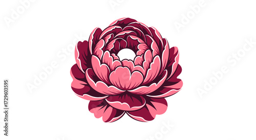 Elegant peony flower illustration showcasing intricate petals and vibrant colors on white background.