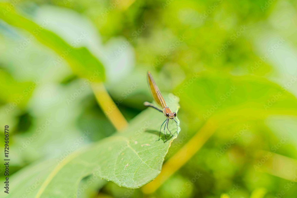 Fototapeta premium Preciosa libélula observando sobre una hoja