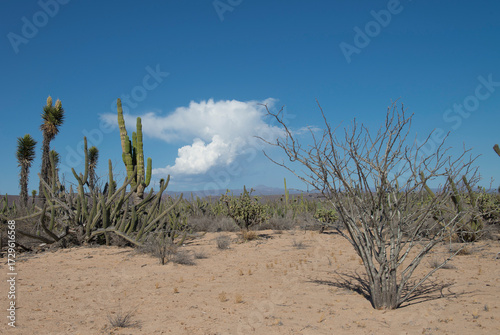 Baja California Desert, Mexico, near the Transpeninsular Highway and San Felipe during the summer season.