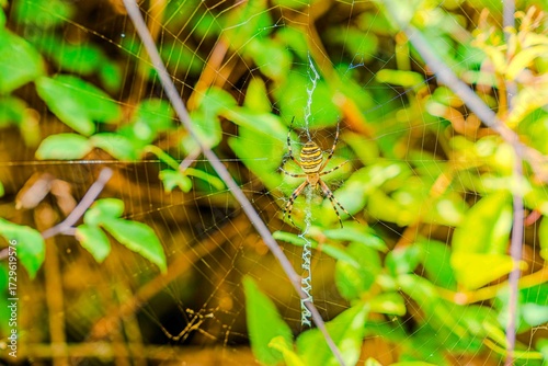 Increíble araña tigre tejiendo su tela de araña