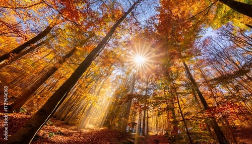 Golden Light Filters Through Vibrant Autumn Leaves The Sun S Warm Rays Bursting Through The Colorful Forest Canopy