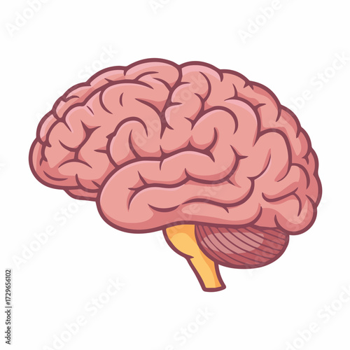 Human brain anatomy illustration for medical education and neuroscience study detailed diagram of the organ