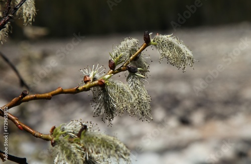 Close-up of Catkins in Beartooth Mountains, Montana