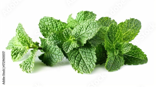 Fresh Mint Herb Vistas: Isolated Peppermint Leaves, Spearmint Tea Ingredients & Organic Garden Melissa
