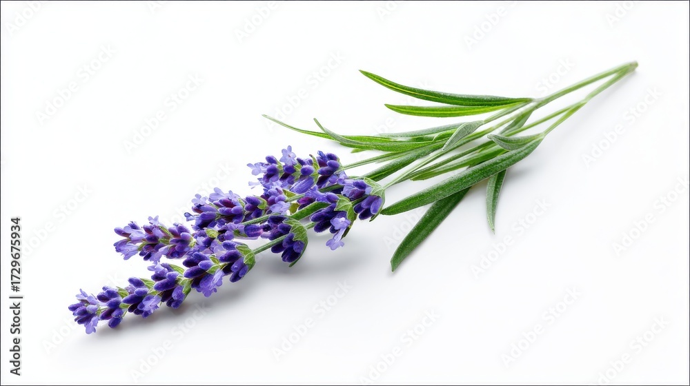 Obraz premium Lavender Flower Sprig with Green Leaves on White Background, Isolated Still Life