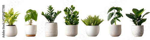 Assorted houseplants in white pots