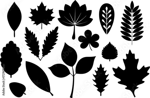Collection of diverse black and white leaf silhouettes for autumnal designs vector