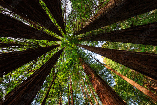 Bright green foliage creates  circle pattern of coastal redwood trees .