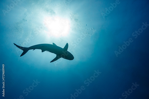 silhouette of Reef shark Carcharhinus amblyrhynchos