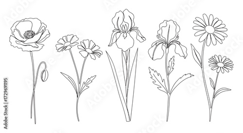 A collection of five different types of flowers drawn in a simple line art style, showcasing their unique petal structures and stems.