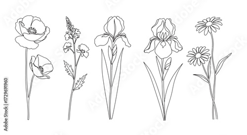 A collection of five delicate line drawings of various flowers, including poppies, irises, and daisies, presented against a white background.