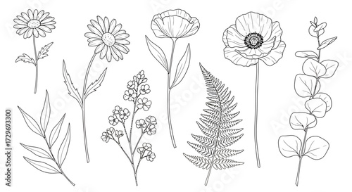 A collection of delicate line drawings of various botanical elements including daisies, poppies, a fern, and eucalyptus leaves.