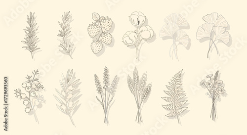A collection of delicate botanical illustrations featuring various plants, flowers, and fruits on a beige background.
