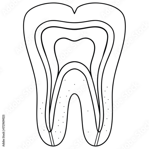 Tooth anatomy diagram cross section dental