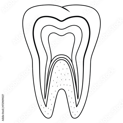 Tooth anatomy diagram cross section dental