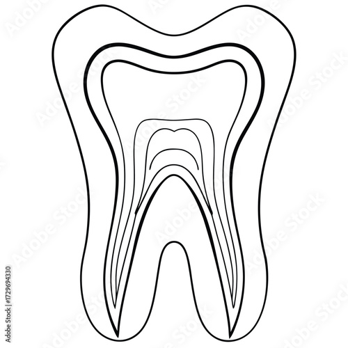 Tooth cross section diagram dental anatomy