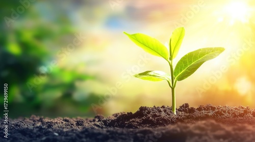 sapling. Young sapling emerging from rich soil, sunlight filtering through leaves in a detailed macro view. gardening catalogs, home-decor guides, designed for gardening and botanical catalogs.