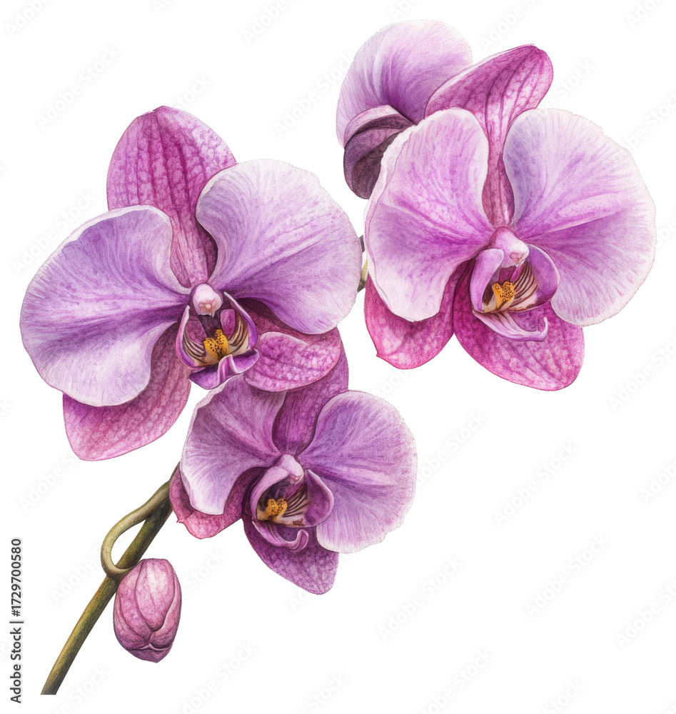 Obraz premium Elegant purple orchids in bloom nature floral photography garden