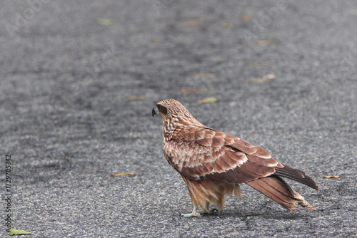 Black Kite is amazing flying ability ,but it's cute when this one walk on the asphalt