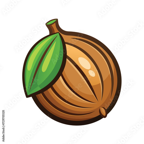 isolated nutmeg on white background