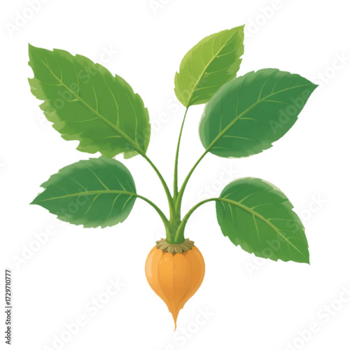 Flat colored illustration of turmeric plant on plain background 