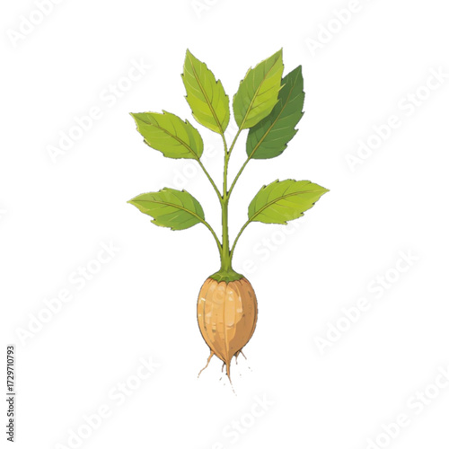 Flat colored illustration of turmeric plant on plain background 