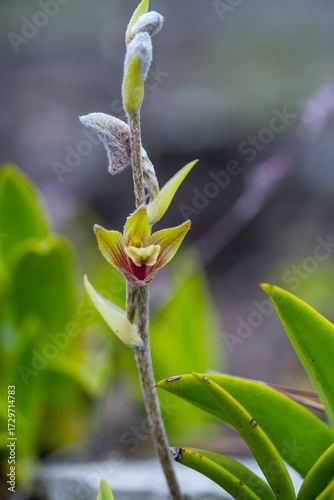 close up Shaggy Petaled 
