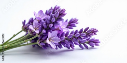 A fragrant bundle of fresh lavender, blossoms vibrant purple against a pristine white background , beauty, flowers