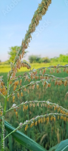 corn tassel blooming in the field