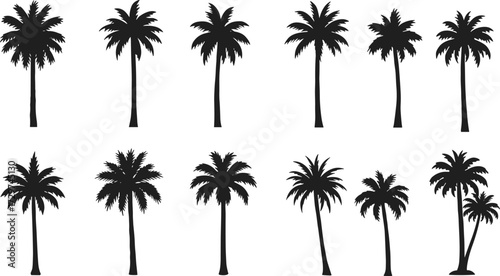 Silhouette of tropical palm trees, coconut tree vector illustration, summer beach nature design, exotic island landscape, jungle forest black shadows