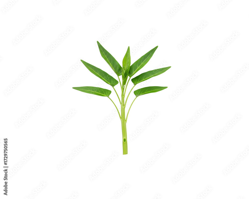 Obraz premium Fresh morning glory vegetable isolated on black background closeup view